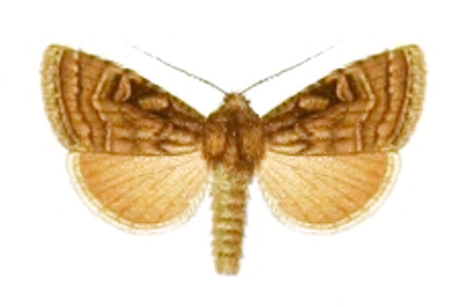 Goniographa