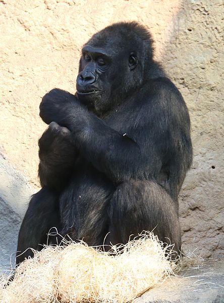 File:Gorilla Tierpark Hellabrunn-18.jpg