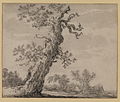 Kresba starého dubu, kolem 1640