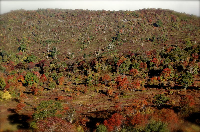 File:Graveyard Fields 1.jpg