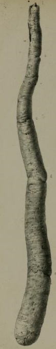 Сұр1857 pl39 fig1 Kuphus polythalamia.png