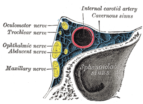 Nervus trochlearis