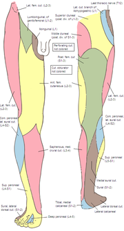 Miniatura para Ramas cutáneas anteriores del nervio femoral