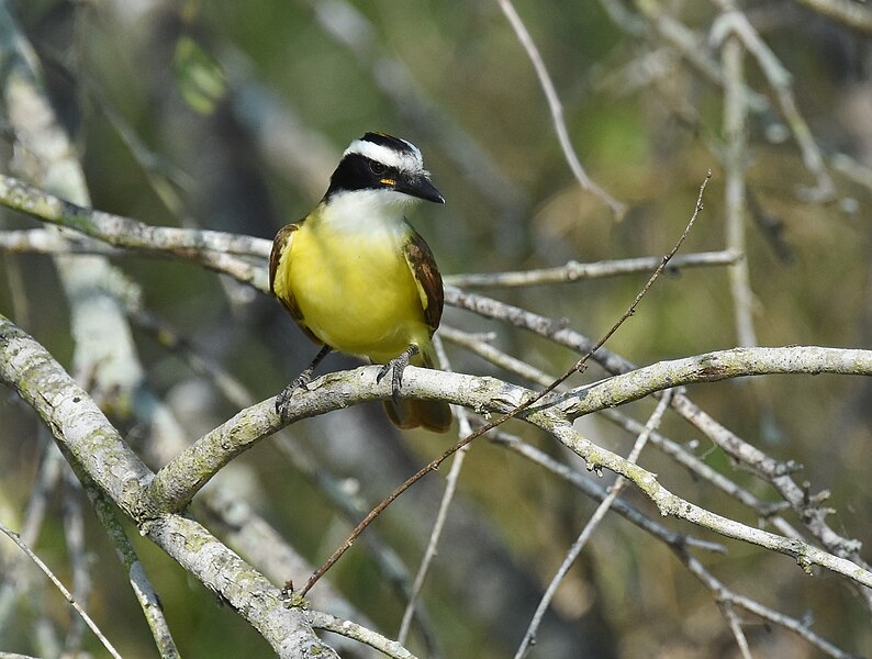 File:Great Kiskadee - 49275843231.jpg