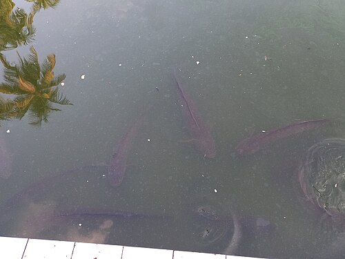 Great Snakehead in Sylhet Shah Jalal Mazar Sharif