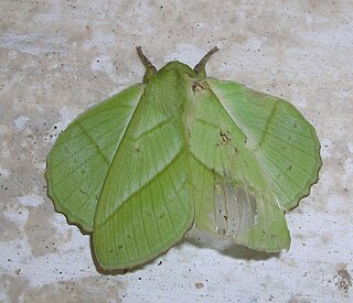 <i>Trabala</i> Genus of moths