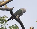 Green Imperial-Pigeon (Ducula aenea).jpg