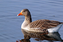Graylag goose Greylag goose swimming (anser anser).jpg