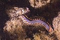 * Nomination Bearded fireworm (Hermodice carunculata), Teno-Rasca marine strip, Tenerife, Spain --Poco a poco 15:07, 1 September 2022 (UTC) * Promotion Good quality. -- Ikan Kekek 03:36, 2 September 2022 (UTC)