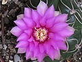 Gymnocalycium denudatum 12.JPG