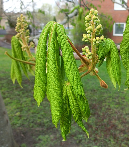 File:Hästkastanj Aesculus hippocastanum i Falköping 8798.jpg