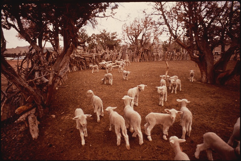 File:HERD OF SHEEP - NARA - 544384.tif