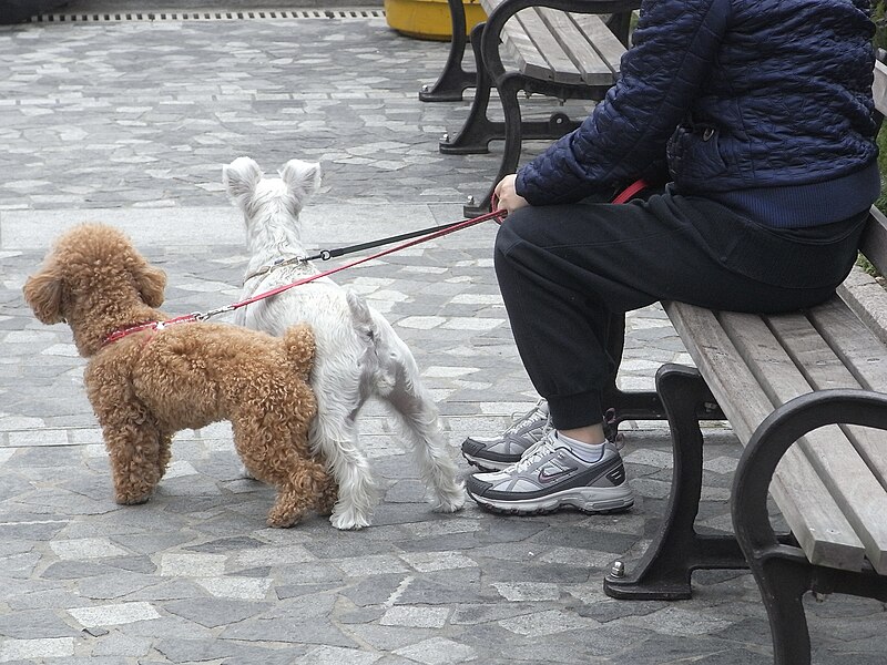 File:HK Peak Galleria 山頂廣場 Sunday dog walking 01.JPG