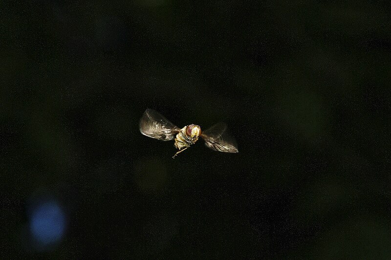 File:Hainschwebfliege Flugfoto schraeg von unten 2009.jpg