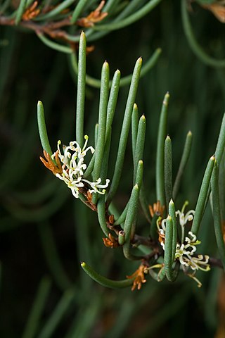 <i>Hakea epiglottis</i> Species of shrub in the family Proteaceae endemic to Tasmania