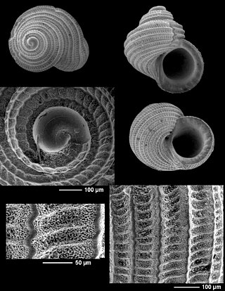 <i>Haplocochlias loperi</i> Species of gastropod