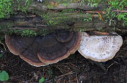 Harilik tõrvis Ischnoderma benzoinum