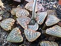 Haworthia bruynsii - haworthiopsis.jpg