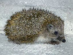 Hedgehog 1210127