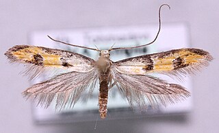 <i>Heinemannia laspeyrella</i> Species of moth