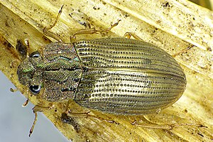 Helophorus grandis