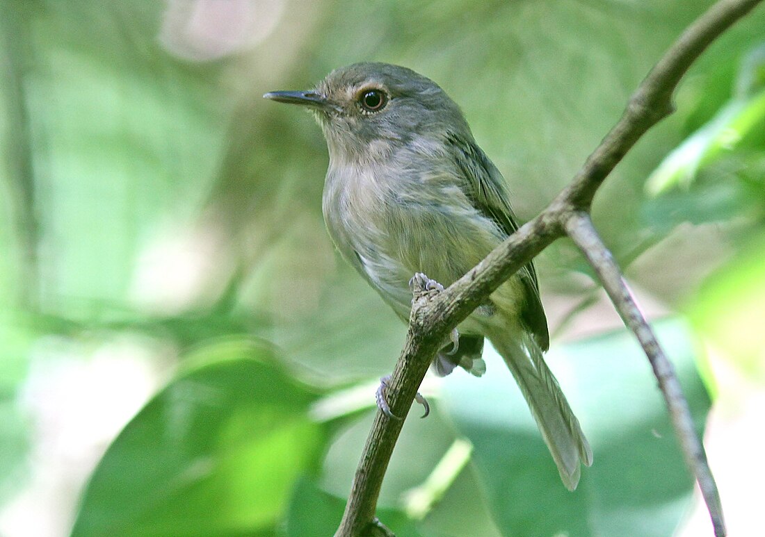 Hemitriccus mirandae