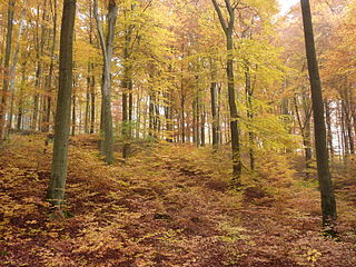 Wald,  Bern, Schweiz