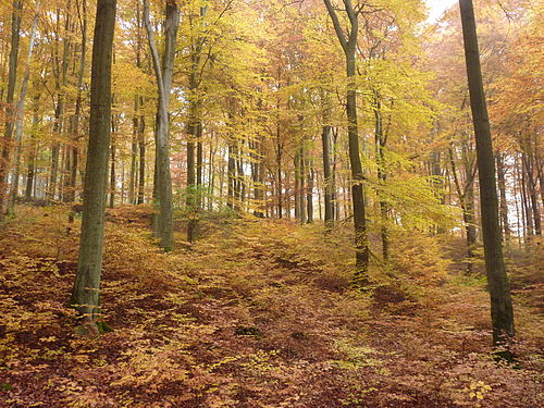 Herbstwald bei Hülshof Gem