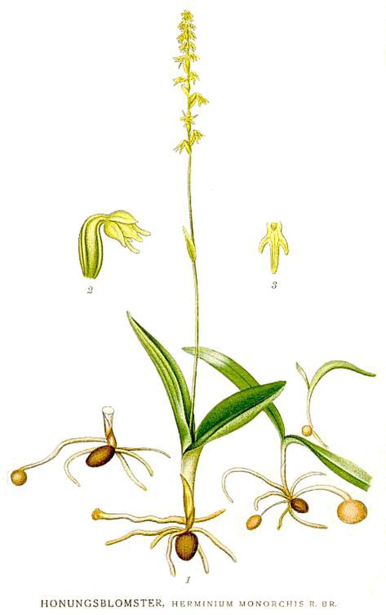 Бровник одноклубневый — Herminium monorchis купить