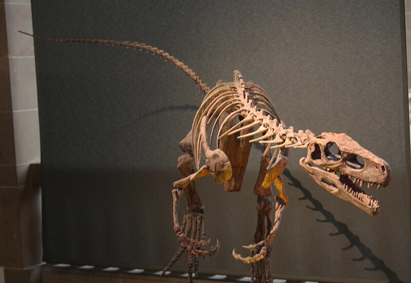 File:Herrerasaurus IMG 9435.jpg
