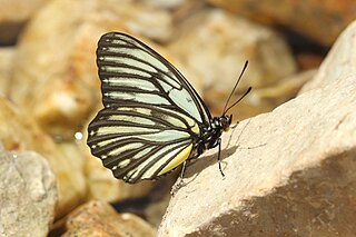 <i>Hestina nicevillei</i> Species of butterfly