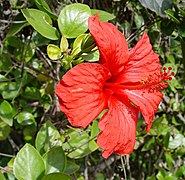 Hibiscus rosa-sinensis (cultivars in many colors)
