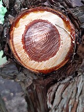 Hinoki cypress scar of cut branch, secreting resin in response to the injury Hinoki Cypress branch wound resin.jpg