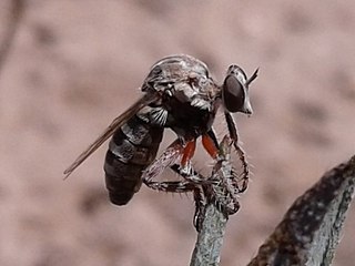 <i>Hodophylax</i> Genus of flies