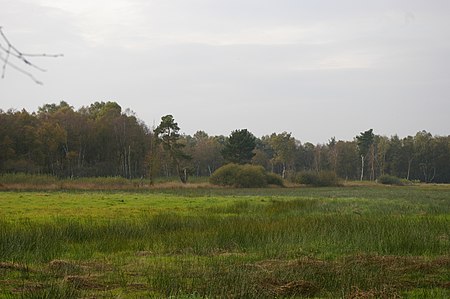 Hohes Moor