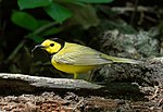 Thumbnail for File:Hooded warbler in CP (86093).jpg