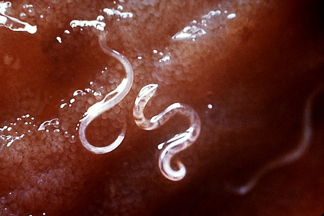 parazita helminták életciklusa hogy megmentse a férgeket a testből