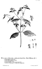 Hortus Cliffortianus Milleria.png