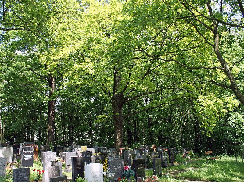 File:Huetteldorfer Friedhof alter Baumbestand.jpg