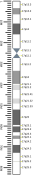 human Karyotype With Bands And Sub-Bands.png