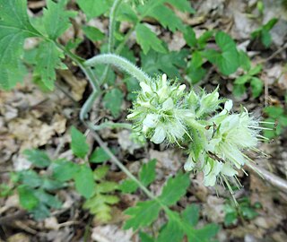 <i>Hydrophyllum macrophyllum</i> Species of flowering plant