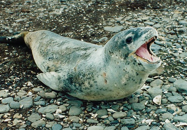 A black-speckled seal with light-gray underside and dark-gray back, sitting on rocks, its mouth agape showing sharp teeth