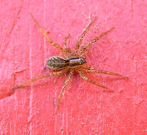 Billedbeskrivelse Hygrolycosa rubrofasciata1.jpg.