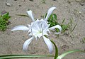 * Nomination Hymenocallis speciosa flower-- Muhammad Mahdi Karim 15:06, 14 October 2007 (UTC) * Decline White flowers are always difficult. Flower is sharp and background is good, but too overexposed for QI. Sorry. - (Relic38 01:59, 15 October 2007 (UTC))