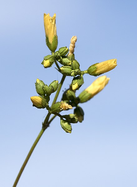 File:Hypericum lanuginosum 13.jpg