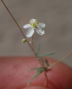 Hypertelis cerviana