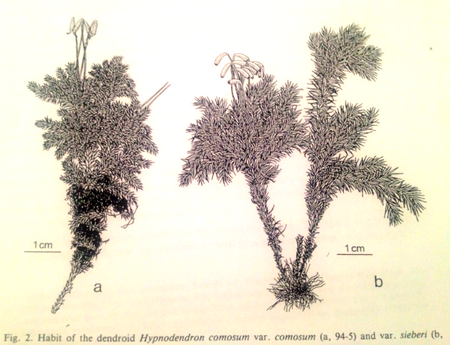 Tập_tin:Hypnodendron_comosum_va.comosum_and_Hypnodendron_comosum_va._sieberi.png