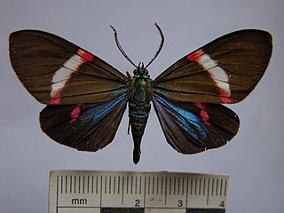 <i>Hypocrita arcaei</i> Species of moth