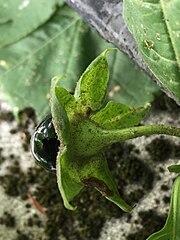 Atropa belladonna L. Reverse of fruiting calyx, showing concave backs of calyx lobes with dirt from air pollution coating sticky trichomes.