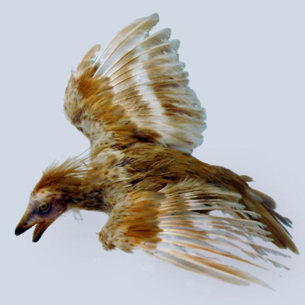 File:Iberomesornis-model-2.jpg